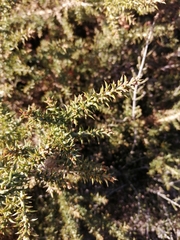 Ulex micranthus