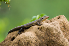 Matobosaurus validus