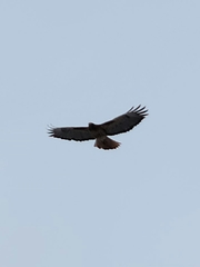Buteo jamaicensis