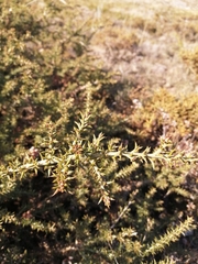 Ulex micranthus