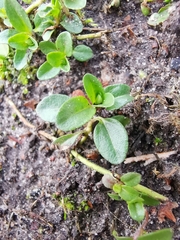 Veronica serpyllifolia