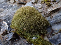 Anomobryum julaceum