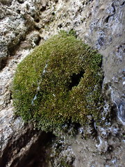 Anomobryum julaceum