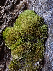 Anomobryum julaceum