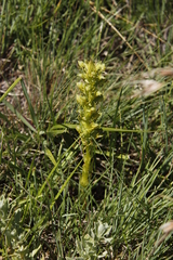 Habenaria lithophila