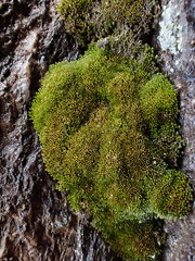 Anomobryum julaceum