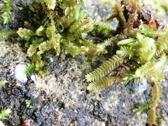 Saccogyna viticulosa