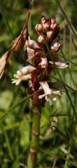 Satyrium cristatum cristatum