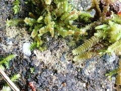 Saccogyna viticulosa