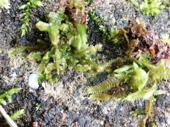 Saccogyna viticulosa