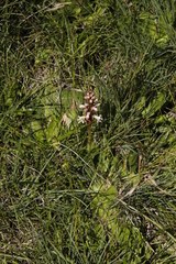 Satyrium cristatum cristatum