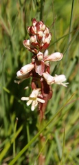 Satyrium cristatum cristatum