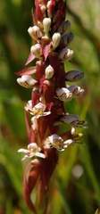 Satyrium cristatum cristatum