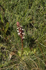 Satyrium cristatum cristatum