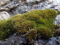 Anomobryum julaceum