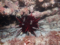Phyllacanthus irregularis