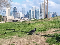 Corvus cornix