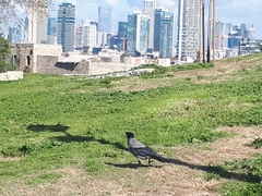 Corvus cornix