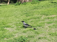 Corvus cornix
