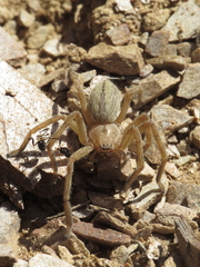 Eusparassus