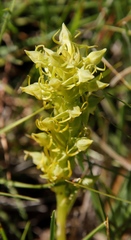 Habenaria lithophila
