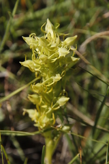 Habenaria lithophila