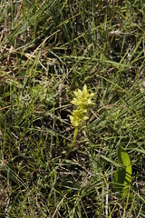 Habenaria lithophila