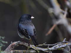 Junco hyemalis cismontanus