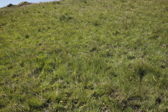 Habenaria lithophila