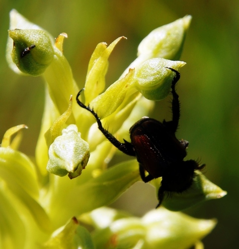 Image of Habenaria lithophila by (c) Tony Rebelo, some rights reserved (CC BY-SA)