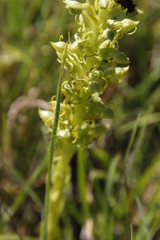 Habenaria lithophila