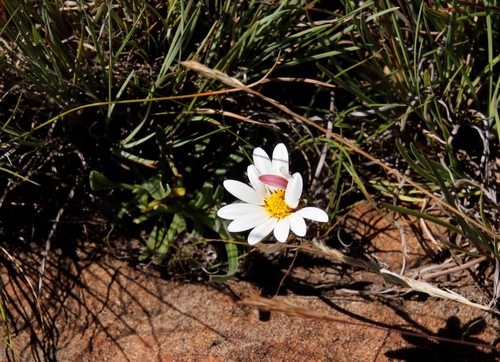 Image of Roessleria armerioides by (c) Tony Rebelo, some rights reserved (CC BY-SA)
