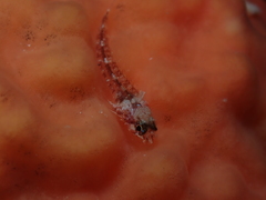 Enneapterygius larsonae