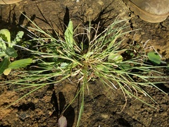 Panicum fauriei