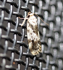 Barea confusella