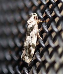 Barea confusella