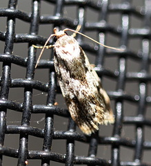 Barea confusella