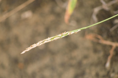 Digitaria henryi