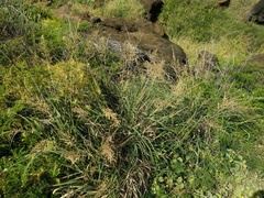 Eragrostis variabilis