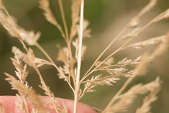 Eragrostis variabilis