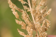 Eragrostis variabilis