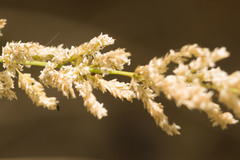 Eragrostis variabilis