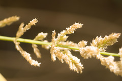 Eragrostis variabilis