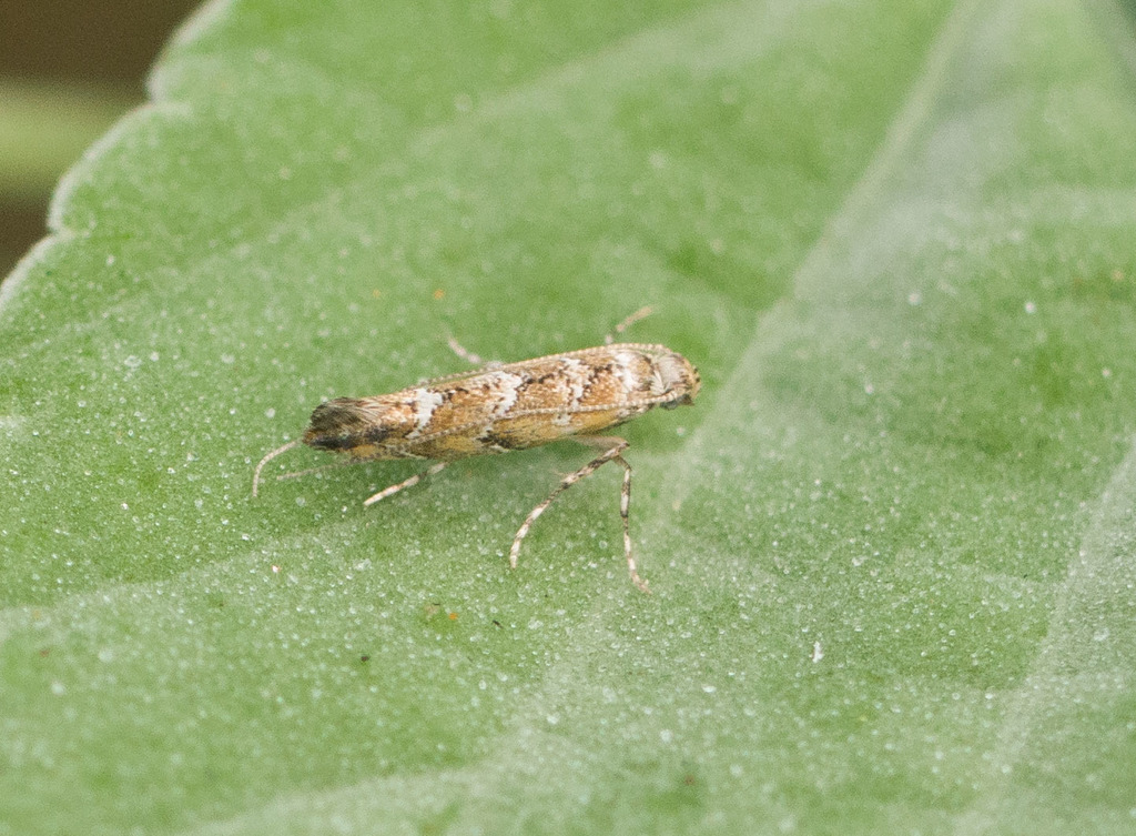 Philodoria marginestrigata