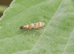 Philodoria marginestrigata