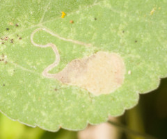 Philodoria marginestrigata