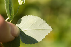 Philodoria marginestrigata