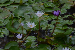 Nymphaea elegans