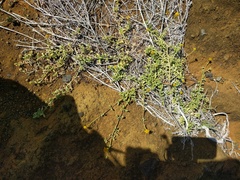 Lipochaeta integrifolia