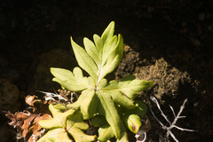 Doryopteris decipiens